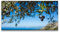 Paul Sinus Leinwandbild 120x60cm Mittelmeer Sommer Olivenbaum Oliven Italien