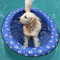 Colchoneta Piscina Perro Inflable de Mascota Flotador de la Piscina del Animal Flotadores en Piscina de Perros Juguetes Mascotas