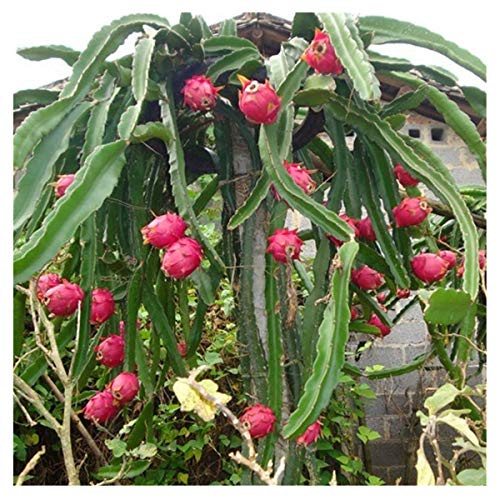 Semillas de pitaya, rojas aproximadamente 30 piezas de semillas de frutas