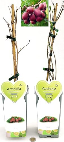 POWERS TO FLOWERS - ACTINIDIA ARGUTA KEN'S RED, KIWI ROSSO, 2 PIANTE, VARIETA' AUTOFERTILE, piante vere