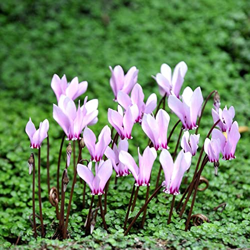 Alpenveilchen Winterhart|Cyclamen Samen Blumensamen Nachhaltige Geschenke Bonsai Samen BlüTen Balkonpflanzen Bodendecker Samen Winterhart-100stüCk(Rosa)