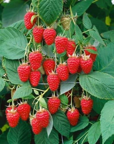 Himbeere 'Tulameen' 30-40 cm Topf Rubus idaeus winterhart mehrjährig | Sommergrün, aufrecht buschig, 150-250 cm hoch, weiße Blüten Juni-August, süße Beeren, sonnig bis halbschattig