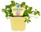Kraut der Unsterblichkeit - in BIO-Qualität - Gynostemma pentaphyllum - Kräuterpflanze im 12cm Topf