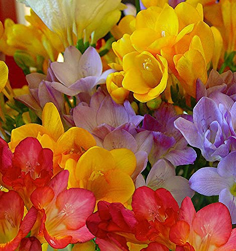 Bulbi da Fiore (10 X Fresia in Miscuglio a fiore semplice)