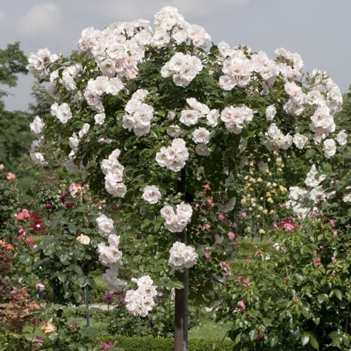 Pianta ROSA ICE MEILLANDECORE® alberello BIANCA MEILLAND PIANGENTE h 180/200 cm vaso 24 FOTO REALE AMDGarden