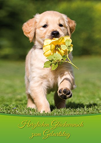 Edition Colibri XL Geburtstagskarte HUND MIT BLUME: Lustige Glückwunschkarte zum Geburtstag im DIN A 4-Format inkl. passendem Umschlag (10739)