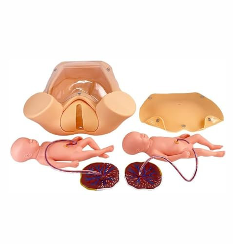 UIGJIOG Geburtssimulator Beckenmodell Zur Demonstration Der Geburt Anatomisches Beckenmodell in Natürlicher Größe Anatomisches Beckenmodell Lehrform Für Die Mutterschaft Babygebärmuttermodelle