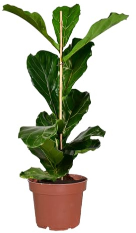Green Me Up Geigenfeige Ficus lyrata - große Zimmerpflanze 100-110 cm - Topf Ø19-21 cm - pflegeleicht - 1x pro Woche gießen - heller Standort - ideale Bodenpflanze für Wohnzimmer & Büro