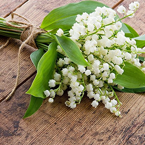 50 PC/bolsa de semillas de flores de lirio de los valles, semillas de orquídeas de campanas raras para interiores, ricas aromas, plantas bonsái, balcón, maceta, bricolaje, jardín de casa 07