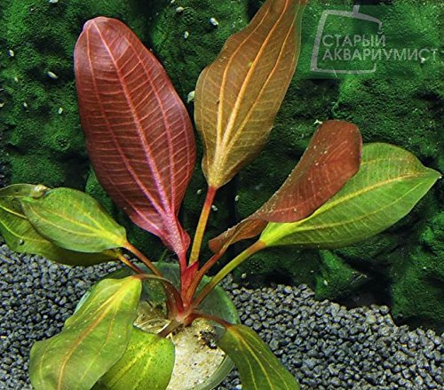 Echinodorus Red Spider - Live aquarium plant