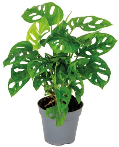 Bloomique - Monstera Adansonii - Monkey Leaf - Plante grimpante - Dépolluante - 20-30 cm de Haut - Pot 12 cm