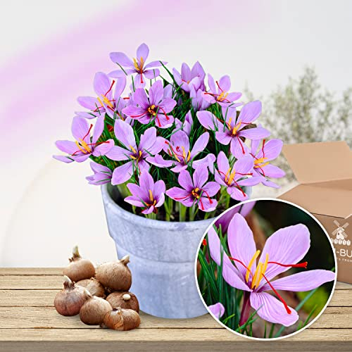 Safran Krokusse Sativus Zwiebeln (50 Stück), Exklusive Blumenzwiebeln aus Holland, Mehrjährig und winterhart, Echte große Krokus Ziebel/Knolle (kein Samen) für Garten, Töpfe und Balkon