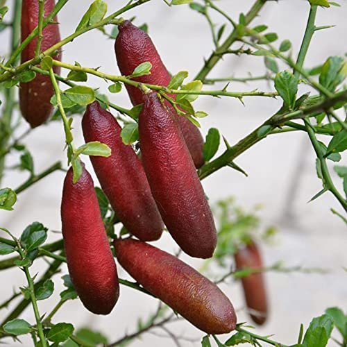 Haloppe 20Pcs Finger Limes Semi di Frutta per la Piantagione del Giardino di Casa, Semi di Citrus Australasica Semi di Finger Limes Sani Semi