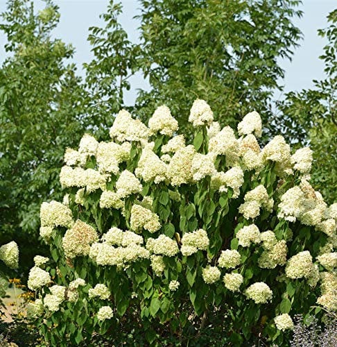 Hochstamm Rispenhortensie Skyfall 100-125cm - Hydrangea paniculata