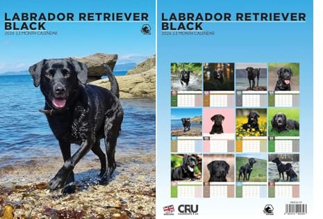Schwarzer Labrador Retriever Kalender 2026 - A3 Größe 30 x 42 cm, 12 Monate tolle Fotografie