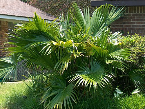 Livistona chinensis | Cinese Palma | 10_Seeds