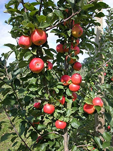 Säulenapfel 'Cox Columnar' ca. 150cm im 7,5 Liter Topf