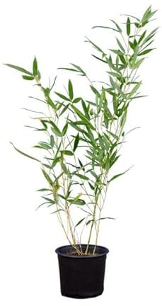 Bambú XL Natural - Phyllostachys - Planta Fácil de Cuidar en Maceta de 5L