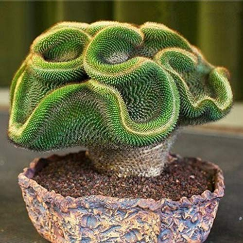 30/60 semillas de cactus raras para plantas suculentas en casa, oficina, decoración de bonsái, 30 unidades de semillas de cactus para mujeres, hombres, niños, principiantes, jardineros regalo