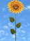 POMMERNTRAUM ®| Gartendekoration Gartenstecker Gartenkunst aus Metall Sonnenblume Sonnenrose (Sonnenblume XL)