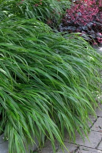 Hakonechloa macra 'Albostriata' 11x11 cm Topf – Winterhart, Mehrjährig, Pflegeleicht – Japanisches Waldgras – Ziergras für Schattenbeete & Kübel