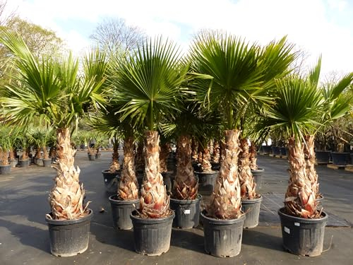 gruenwaren jakubik Washingtonia Robusta Premium 190-200 cm, XXL Stamm 80-90 cm Petticoat Palme winterhart