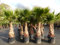 gruenwaren jakubik Washingtonia Robusta Premium 190-200 cm, XXL Stamm 80-90 cm Petticoat Palme winterhart