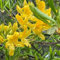 60 Stück gelbe Azaleen-Blumensamen