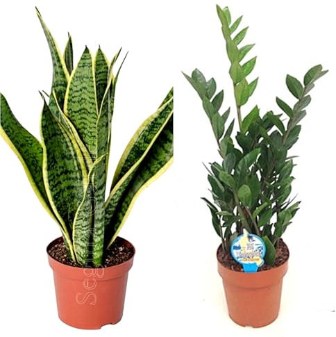 Pack 2 Plantas ¡Aquí tienes dos plantas de interior ideales para lugares con POCA LUZ! Sanseviera y Zamioculca. Estas especies son resistentes y pueden prosperar con luz indirecta