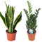 Pack 2 Plantas ¡Aquí tienes dos plantas de interior ideales para lugares con POCA LUZ! Sanseviera y Zamioculca. Estas especies son resistentes y pueden prosperar con luz indirecta