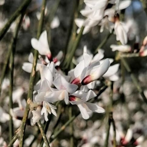 70 semillas de flores de retama