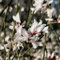 70 semillas de flores de retama