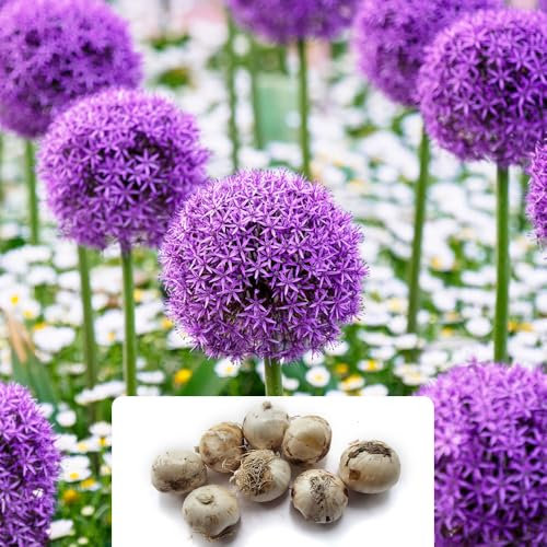 8-Pack Allium Purple Sensation Bulbs - Spring Flowering Perennials - RHS Plants for Pollinators & Award of Garden Merit - Hardy & Long-Lasting Cut Flowers - Cultivated for UK Climate