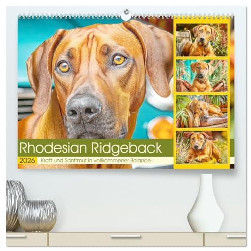Rhodesian Ridgeback. Kraft und Sanftmut in vollkommener Balance (hochwertiger Premium Wandkalender 2026 DIN A2 quer), Kunstdruck in Hochglanz: ... und natürlicher Eleganz (CALVENDO Tiere)