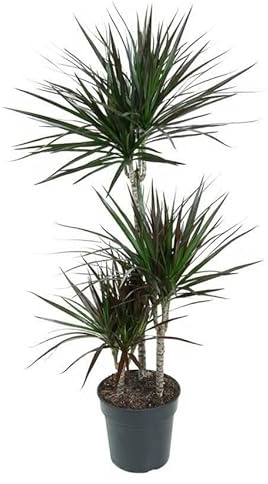 Dracaena marginata Magenta Drachenbaum mit roten Blatträndern Zimmerpflanze 110 cm
