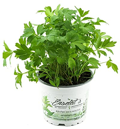 Liebstöckel Samen/Liebstöckel Pflanze, Kräutersamen, Balkonpflanzen, Zimmerpflanzen Samen, Kräutertopf Balkon, Kräuterpflanzen, Exotische Pflanzen - 200 Stück