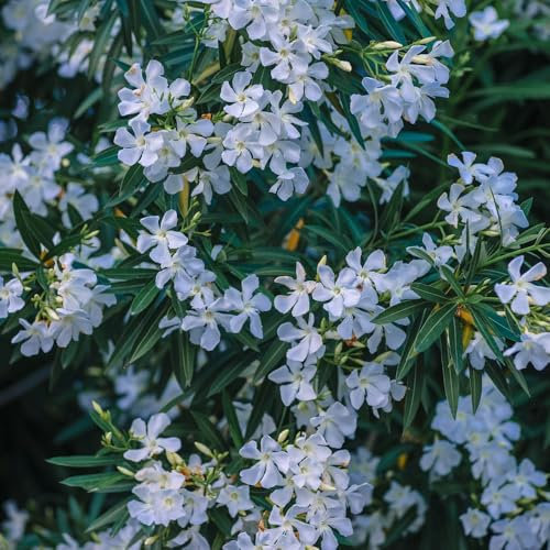 12 Pcs Oleander Samen - Nerium Oleander - Geschenke Für Gartenfreunde, Samen Alte Sorten Oleander Pflanzen Samen, Winterharte Pflanzen Für Garten, Winterharte Blumen Deko Blumen, Bonsai