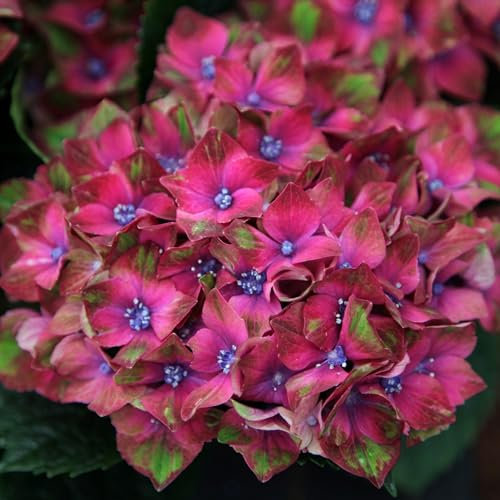 Plant Theory Glam Rock Hydrangea Macrophylla Shrub Plant 2L Pot