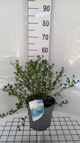 Ceanothus impr. 'Victoria' - Amerikanischer Flieder, Sichelblume 50-60 cm im Topf