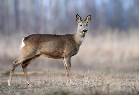 adrium Holz-Bild 60 x 40 cm: Reh (Capreolus capreolus) (96842186)