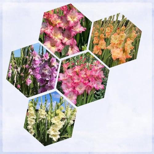 5 pcs gladiolen zwiebeln mix, Gladiolus, blumenzwiebeln mehrjährig winterhart, frühlingsblumen gladiolen knollen blumenzwiebeln frühblüher, blumenzwiebeln sommerblüher frühlingsblumen