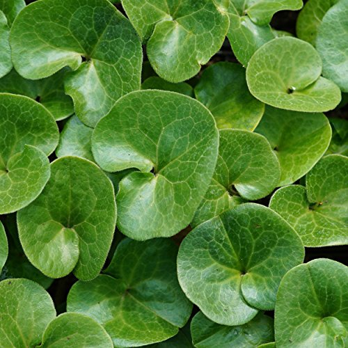 Blumixx Stauden Asarum europaeum – Heimische Haselwurz, braun blühend, winterhart & schattenverträglich, ideal als Bodendecker, im 0,5 L Topf
