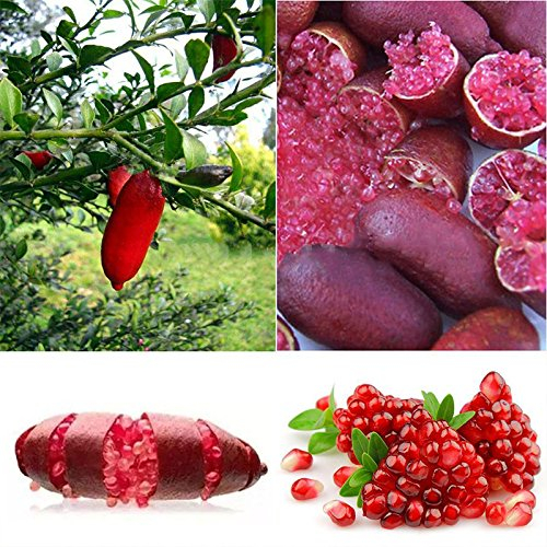 Rosepoem Finger Limes Citrus Samen Für Garten Balkon Seltene Pflanzen Bonsai Obstbaum Samen Geschmack Spezielle Frucht 20 Stück