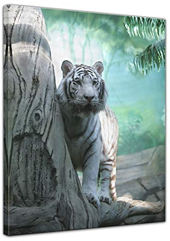 Bilderdepot24 Wandbild - Indischer weisser Tiger 50x70 cm einteilig Hochformat - fertig gerahmt - Kunstdruck für die Wand - Raubkatze Wildkatze