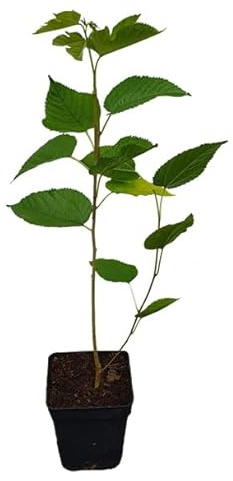 Schwarze Maulbeere Pflanze - Illinois Everbearing - Pflanze hochwertige Züchtung mit sehr hohem Ertrag