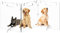 Clear Acrylic Pet Dog Gate - Folding Transparent Gates for Small Dogs Pets - Freestanding Foldable Tall Puppy Doggy Fence Door for Inside Indoor House Doorways Room Divider Barrier