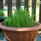 katzen grass samen, katzengras samen Gewächshaus zimmerpflanzen hohe Keimrate, ziergras bonsai gartenpflanzen katzengrass kübelpflanze exotische pflanzen für sonnige plätze ziergräser 100pcs
