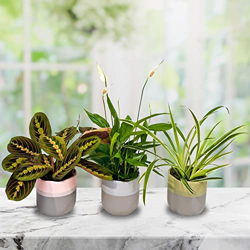 Air Purifying Indoor Plants, Mix of 3 House Plants in 12cm Pots, Peace Lily, Spider Plant, Prayer Plant, Real to Grow in Your Office, Home, Perfect for Clean Air, Delivered Next Day