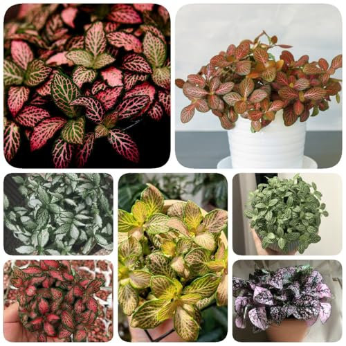 450 pcs Fittonia mini Samen, herbstpflanzen winterhart blühend Fittonia verschaffeltii, balkon deko blumenwiese samen mehrjährig winterhart mosaikpflanze samen bonsai tree bäume pflanzen
