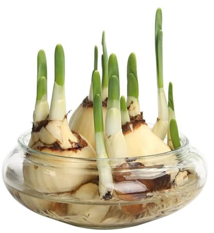 Whilmsiy Orbiatils Pot de fleur de lotus rond de 15,2 cm, bol de fleur de lotus transparent, bol décoratif en verre pour fleurs, plantes succulentes, plantes hydroponiques, poissons, décoration